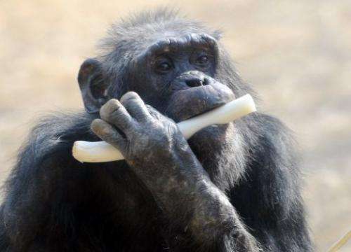 A chimpanzee munches on a leek at Tokyo's Tama Zoo, on February 9, 2013