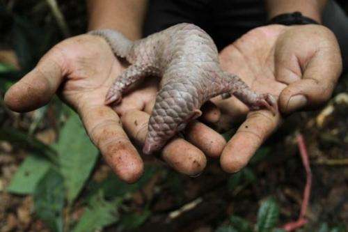 A conservation officer releases a rescued baby pangolin in the forest in Indonesia's North Sumatra on July 31, 2012