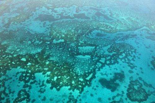 A coral reef near the 82nd Meridian is seen on November 30, 2012