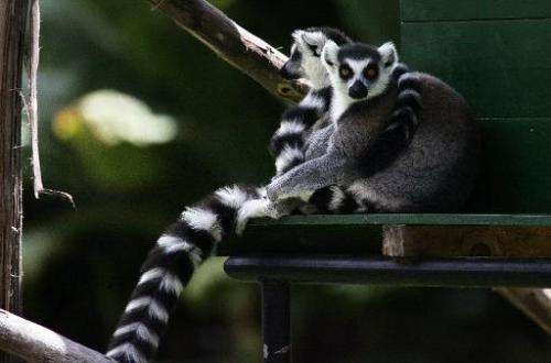 A couple of lemurs rest in the shade at a public park in Antananarivo, Madagascar, on November 30, 2006