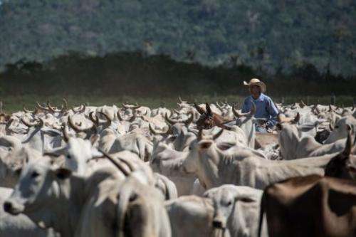 A cowboy drives cattle at a farm in Sao Felix do Xingu, Para state, northern Brazil, on August 8, 2013