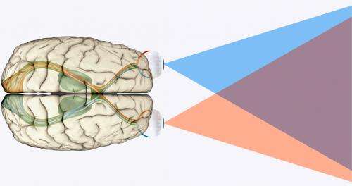 A critical theory in brain development