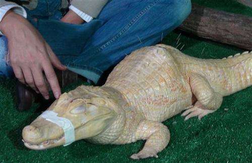 Acupuncture helps ailing alligator in Brazil