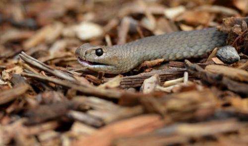 A deadly Australian eastern brown snake is photographed in Sydney, Australia on September 25, 2012