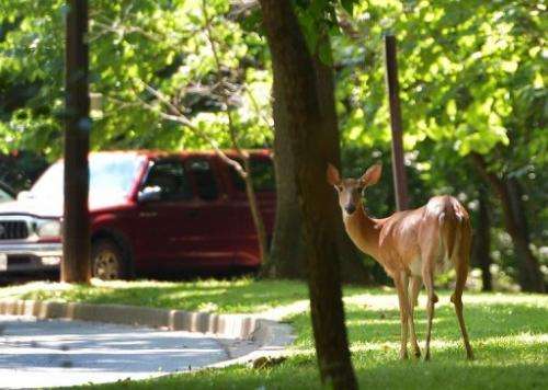 A deer is seen at a parking lot in Rock Creek Park in Washington, DC on July 26, 2013
