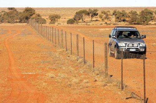 A 'dingo fence' divides the desolate outback landscape on the edge of the Simpson Desert, keeping the carnivores from entering s