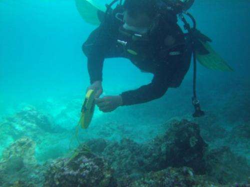 A diver investigates the damage to corals after at the Tubbataha reef, off Palawan island, on January 22, 2013