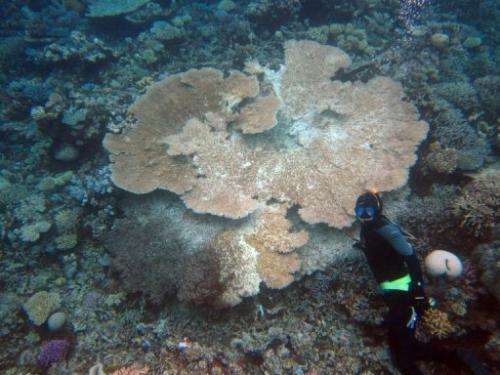 A diver is pictured next to coral infected with white syndrome, in a handout photo released on February 5, 2013