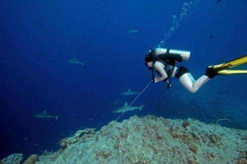 A diver looks at reef sharks off the coast of the Pacific island nation of Palau, on June 20, 2009