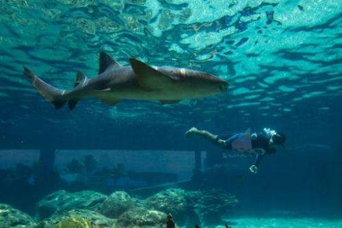 A diver swims in a pool with a cat shark at a water park in the Dominican Republic on July 21, 2012