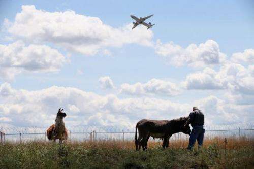 A donkey and llama graze on a plot of land at O'Hare Airport in Chicago on August 13, 2013