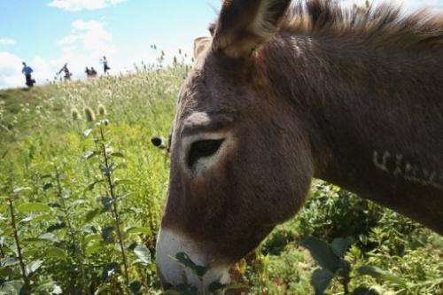 A donkey grazes on a two-acre plot of land at O'Hare Airport  in Chicago on August 13, 2013