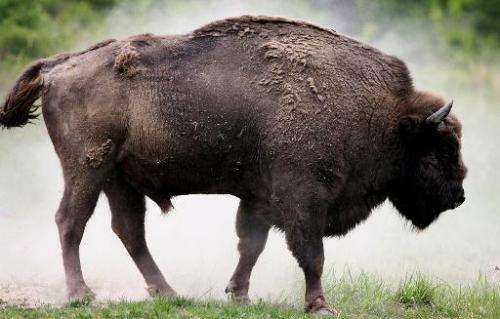 A European bison shakes off dust at a pasture in a Slovakian forestry farm in Topolcianky on May 5, 2007