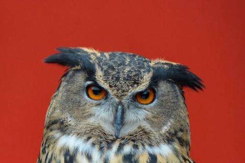 A European Eagle owl during the annual stocktake at ZSL London Zoo in central London on January 3, 2013