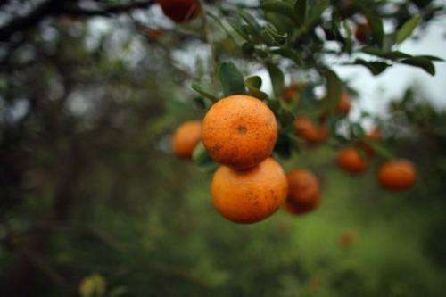 A European farmers' union called for the suspension of South African citrus fruit imports