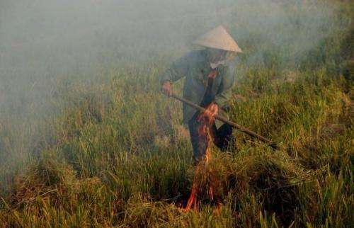 A farmer burns rice straw on her family's  rice field to prepare land for the next crop near Hanoi on June 14, 2013