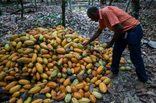 A farmer checks freshly harvested cacao beans at a farm in northern Brazil, on August 7, 2013