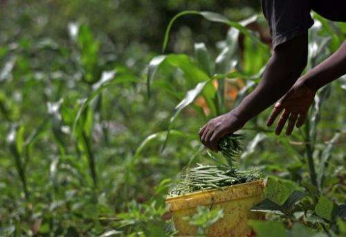 A farmer harvests green beans on May 16, 2008 in Kagio, 90 kms northeast of Nairobi