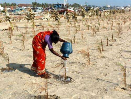 A female Indian labourer pours water on a sapling as she tends to trees in Nagapattinam, on January 23, 2005