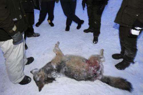 A female wolf weighing 39.5 kg lies on the snow, surrounded by hunters, after being shot during a wolf hunt near Kristinehamn, S