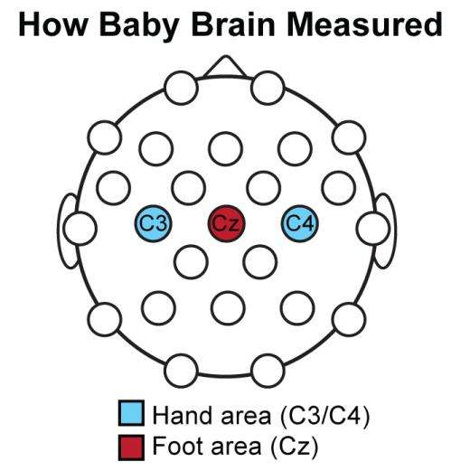 模仿学习的第一步,婴儿的大脑回应他人的行动