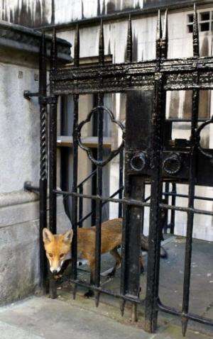 A fox looks through a gate at the Royal Courts of Justice in central London on September 23, 2003