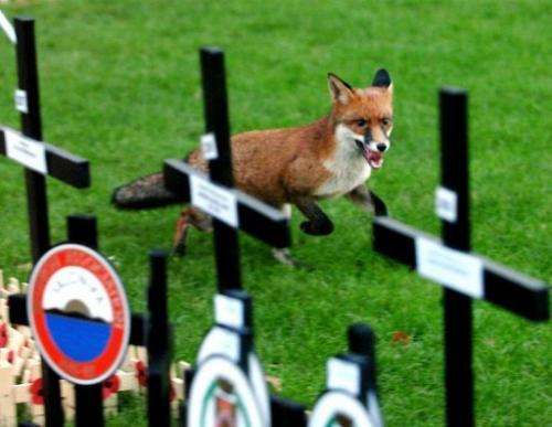 A fox runs in the Field of Remembrance in London's Westminster Abbey on November 11, 2004