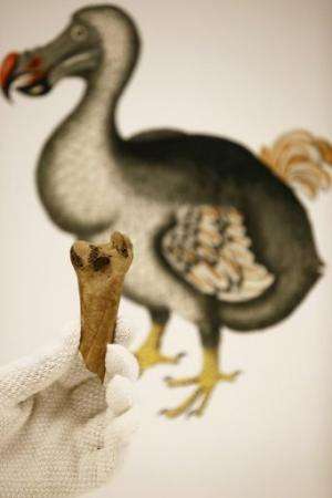 A fragment of a femur bone from the extinct dodo is held up in London on March 27, 2013