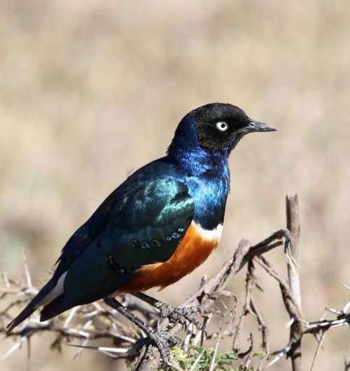 African starlings: Dashing darlings of the bird world in more ways than 1
