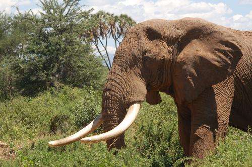 Age and legality of ivory revealed by carbon-14 dating can fight poachers