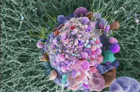 Ageing cells could be ticking cancer time bomb