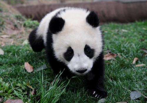 A giant panda cub at a conservation centre in Chengdu, southwest China's Sichuan province, on March 25, 2011