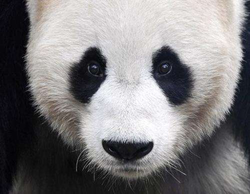 A giant panda is pictured at Edinburgh Zoo, Scotland, on August 14, 2012