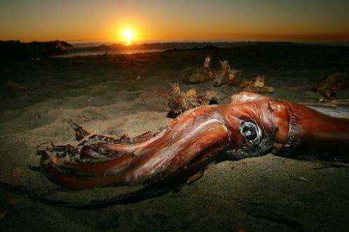 A giant squid lies on the beach after it washed ashore January 19, 2005 in Newport Beach, California