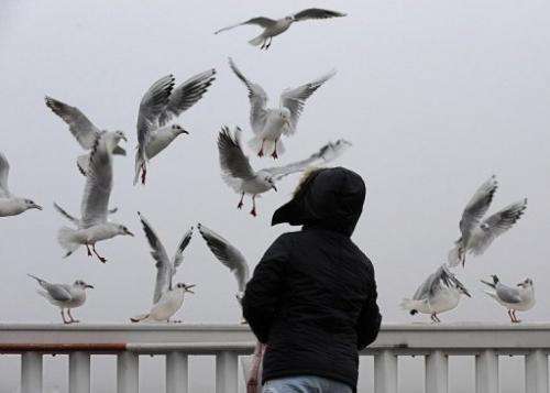 A girl feeds some seagulls in Cuxhaven, northwestern Germany, on December 23, 2012