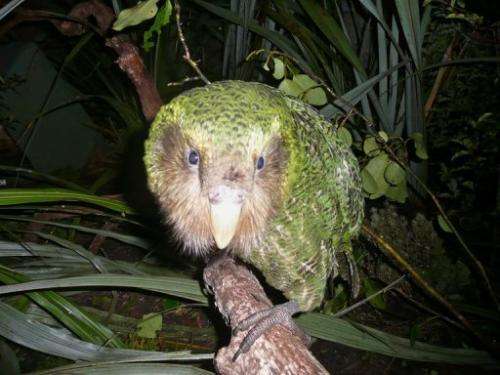 A green kakapo on Codfish Island, off the South Island, on June 20, 2012