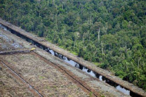 A Greenpeace photo shows  an area after logging and virgin rainforest in the province of Riau in Sumatra, August 5, 2010