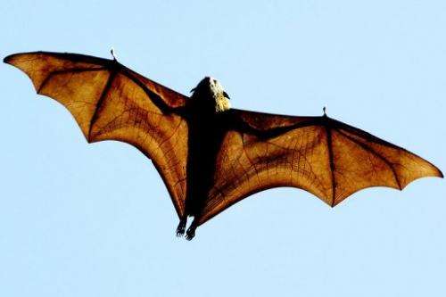 A grey-headed flying fox, a native Australian bat, flies over Sydney's Botanical Gardens on 17 August 2005