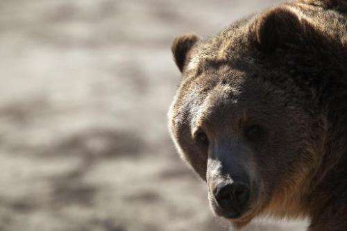 A grizzly bear waits to be fed at The Wild Animal Sanctuary on October 20, 2011 in Keenesburg, Colorado