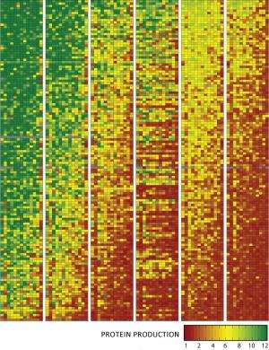 A hidden genetic code for better designer genes