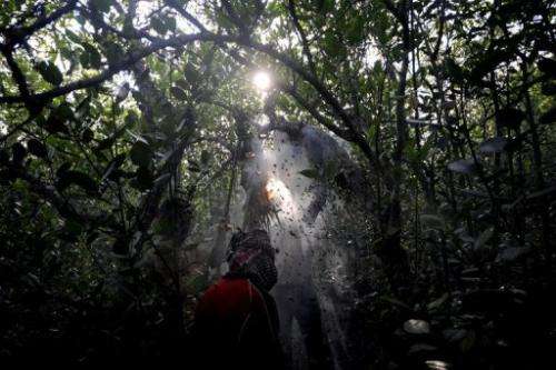 A honey collector pictured in Bangladesh's Sundarbans mangrove forest, some 350kms south-west of Dhaka, on April 2, 2009