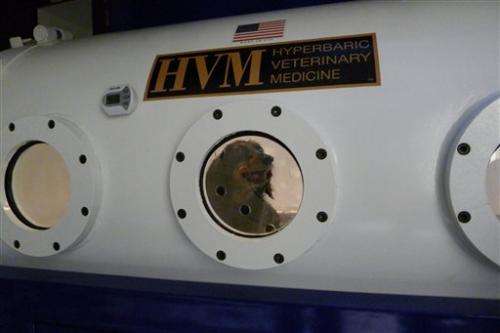 Ailing pets getting hyperbaric chamber treatment