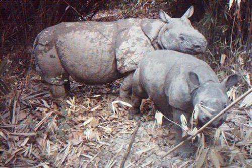 A Javan rhino, the world's rarest, takes care of its calf at Indonesia's Ujung Kulon National Park in 2012, where a new sanctuar