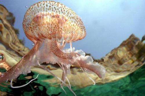 A jellyfish pictured in the sea near the Turkish town of Kemer on June 8, 2004