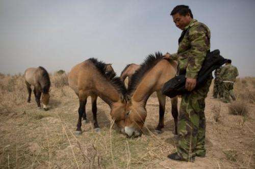 A keeper feeds Przewalski's horses at the West Lake national nature reserve in northwestern China, on May 13, 2013