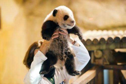 A keeper holds three month old giant panda Xing Bao during his presentation to the press at Madrid's Zoo on December 5, 2013
