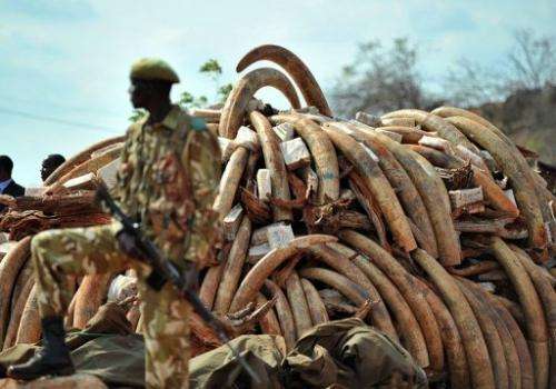 A Kenya Wildlife Services ranger stands guard in front of an illegal ivory stockpile in Nairobi on July 20, 2011