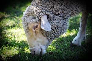 Albany scientists produce sheep vaccine first