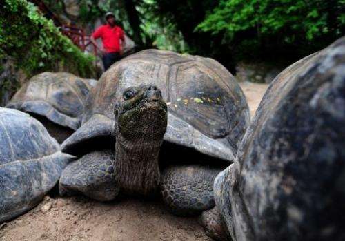 Aldabra giant tortoises are pictured at a botanic garden in Mahe, Seychelles on March 5, 2012
