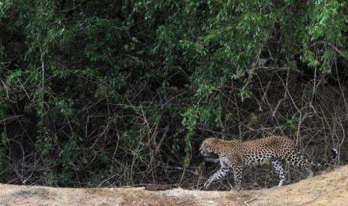 A leopard in Sri Lanka's Yala National Park southwest of Colombo on September 16, 2012